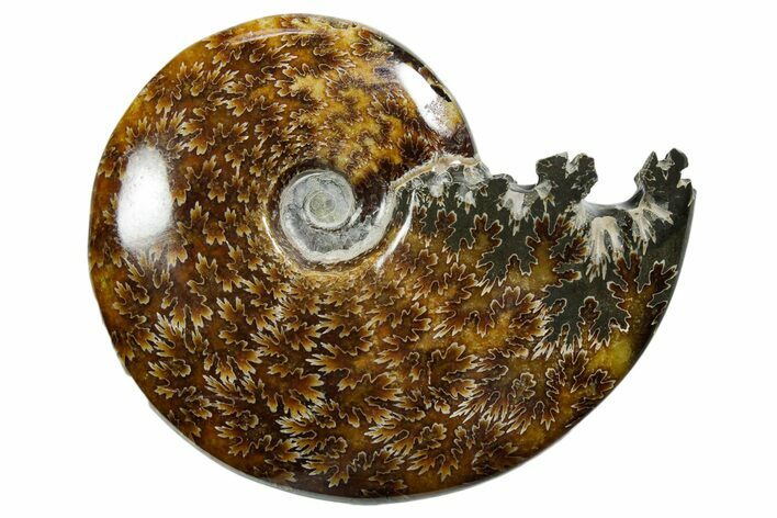 Polished Ammonite (Cleoniceras) Fossil - Madagascar #352364